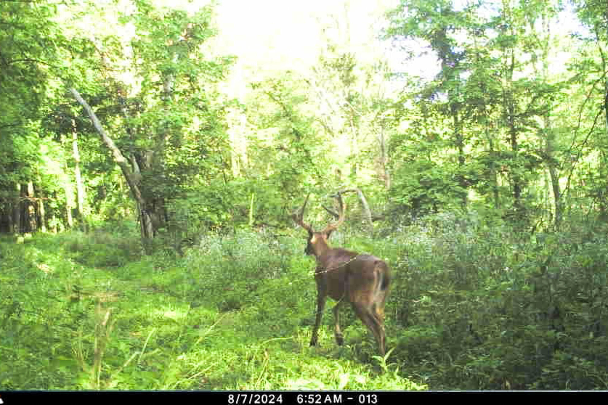 19249 Highway 56 Marshall, WI 53581 - Photo 51 of 84 Richland-County-WI-73-Acres-Land-For-Sal
