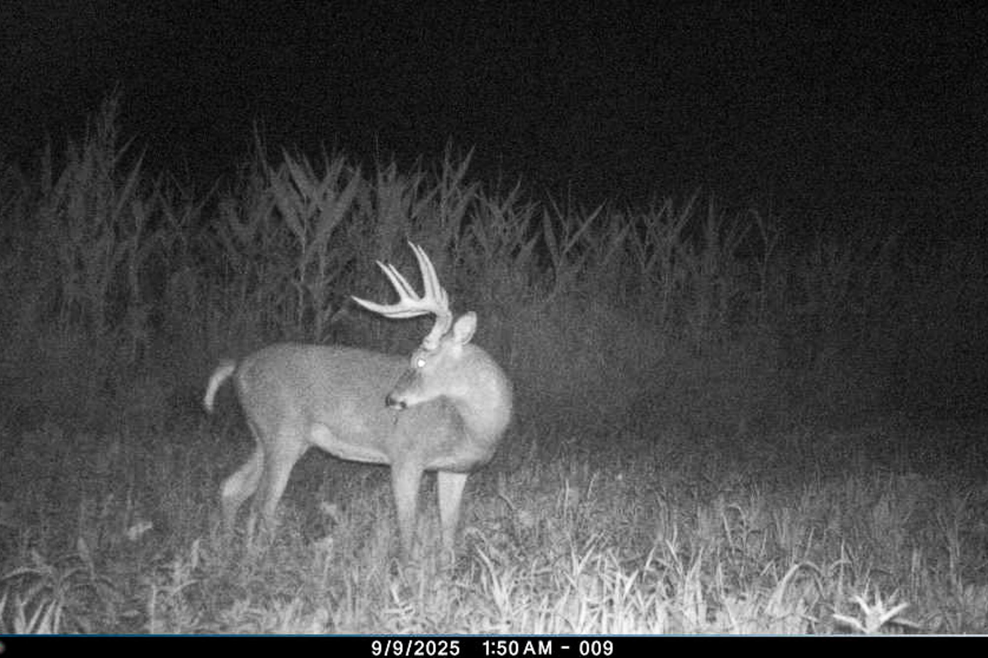19249 Highway 56 Marshall, WI 53581 - Photo 53 of 84 Richland-County-WI-73-Acres-Land-For-Sal