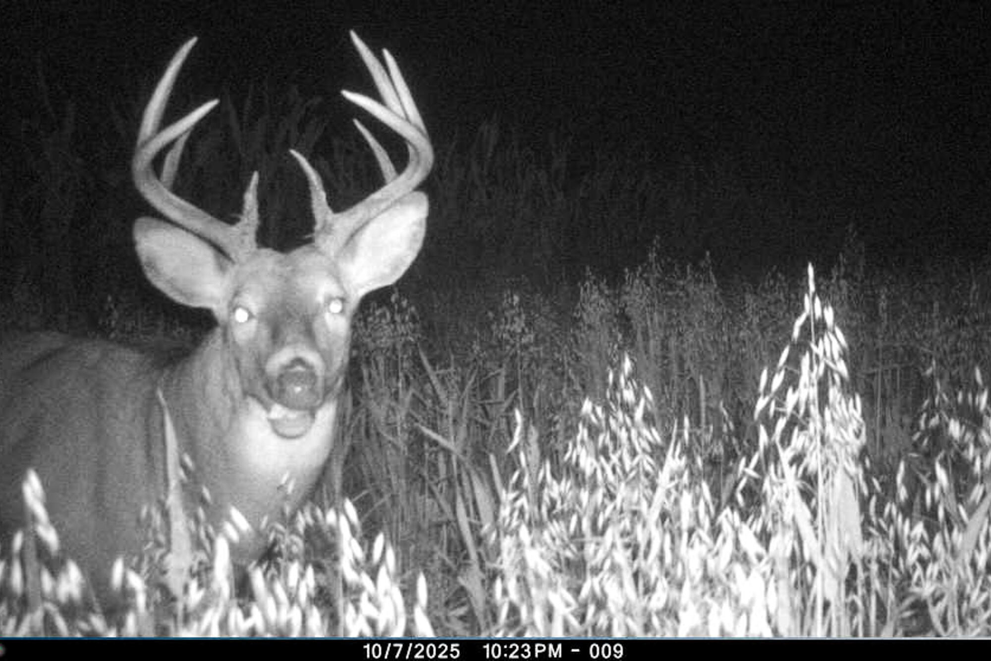 19249 Highway 56 Marshall, WI 53581 - Photo 56 of 84 Richland-County-WI-73-Acres-Land-For-Sal