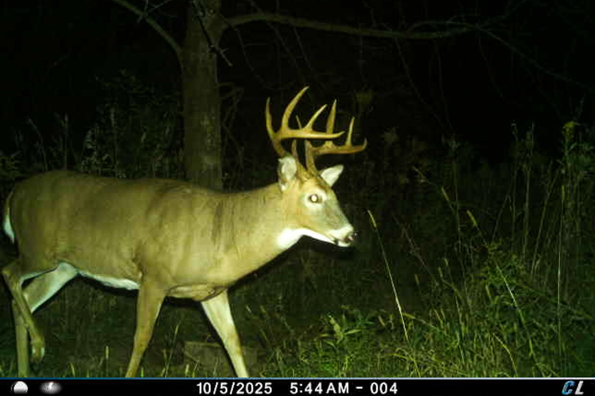 19249 Highway 56 Marshall, WI 53581 - Photo 60 of 84 Richland-County-WI-73-Acres-Land-For-Sal