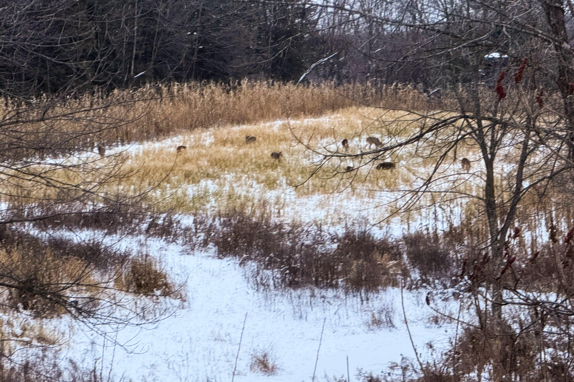 19249 Highway 56 Marshall, WI 53581 - Photo 63 of 84 Richland-County-WI-73-Acres-Land-For-Sal
