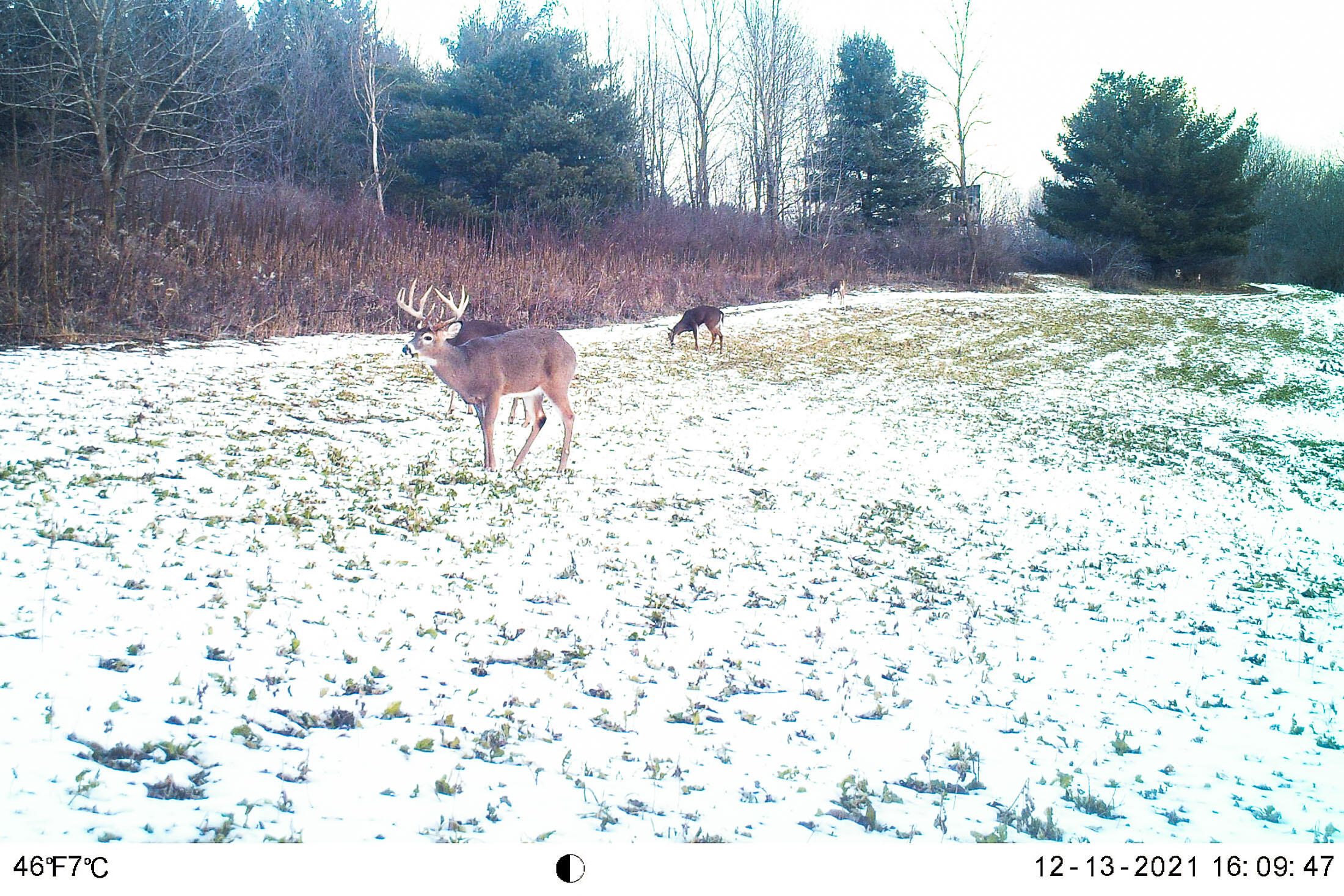 19249 Highway 56 Marshall, WI 53581 - Photo 64 of 84 Richland-County-WI-73-Acres-Land-For-Sal