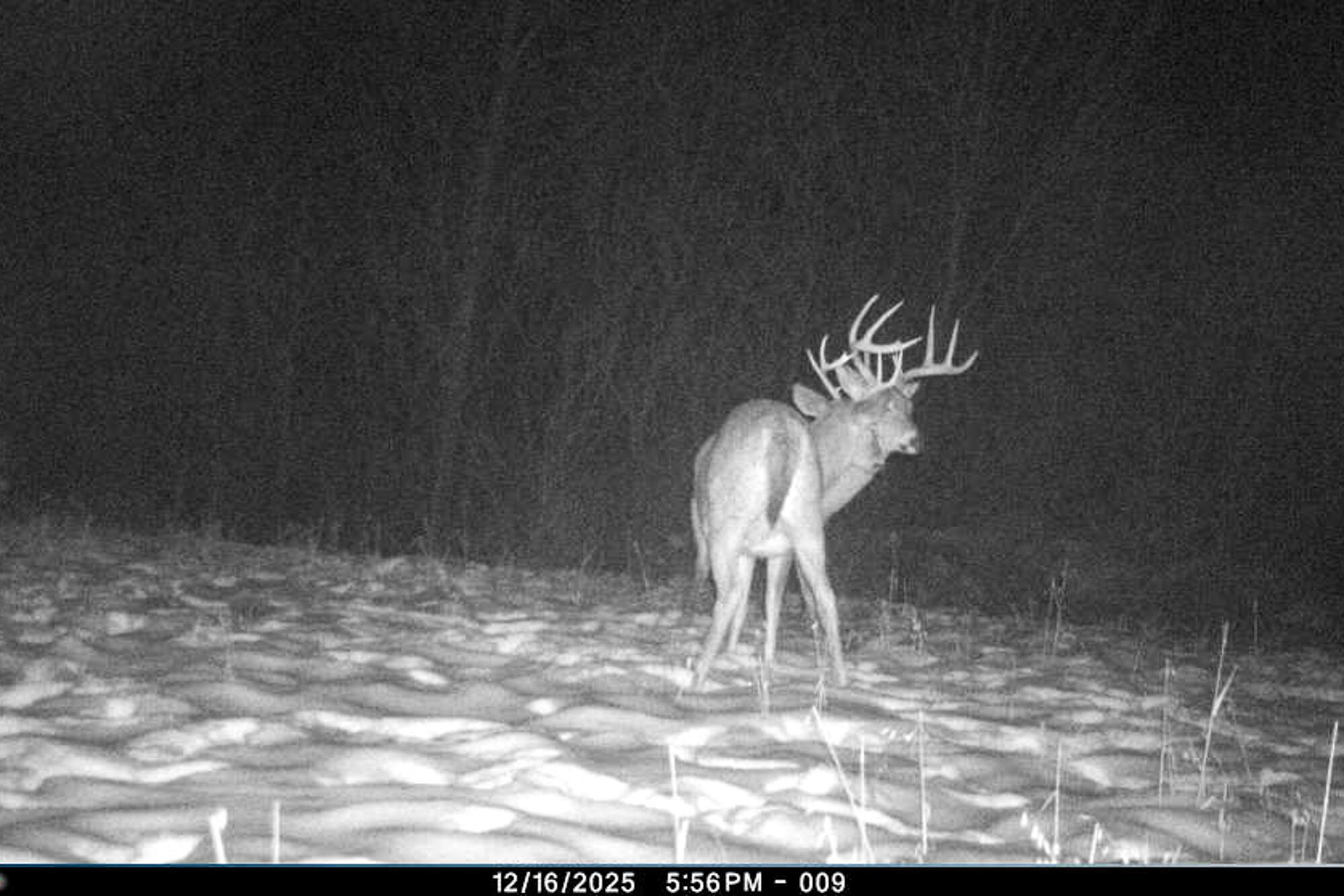 19249 Highway 56 Marshall, WI 53581 - Photo 66 of 84 Richland-County-WI-73-Acres-Land-For-Sal