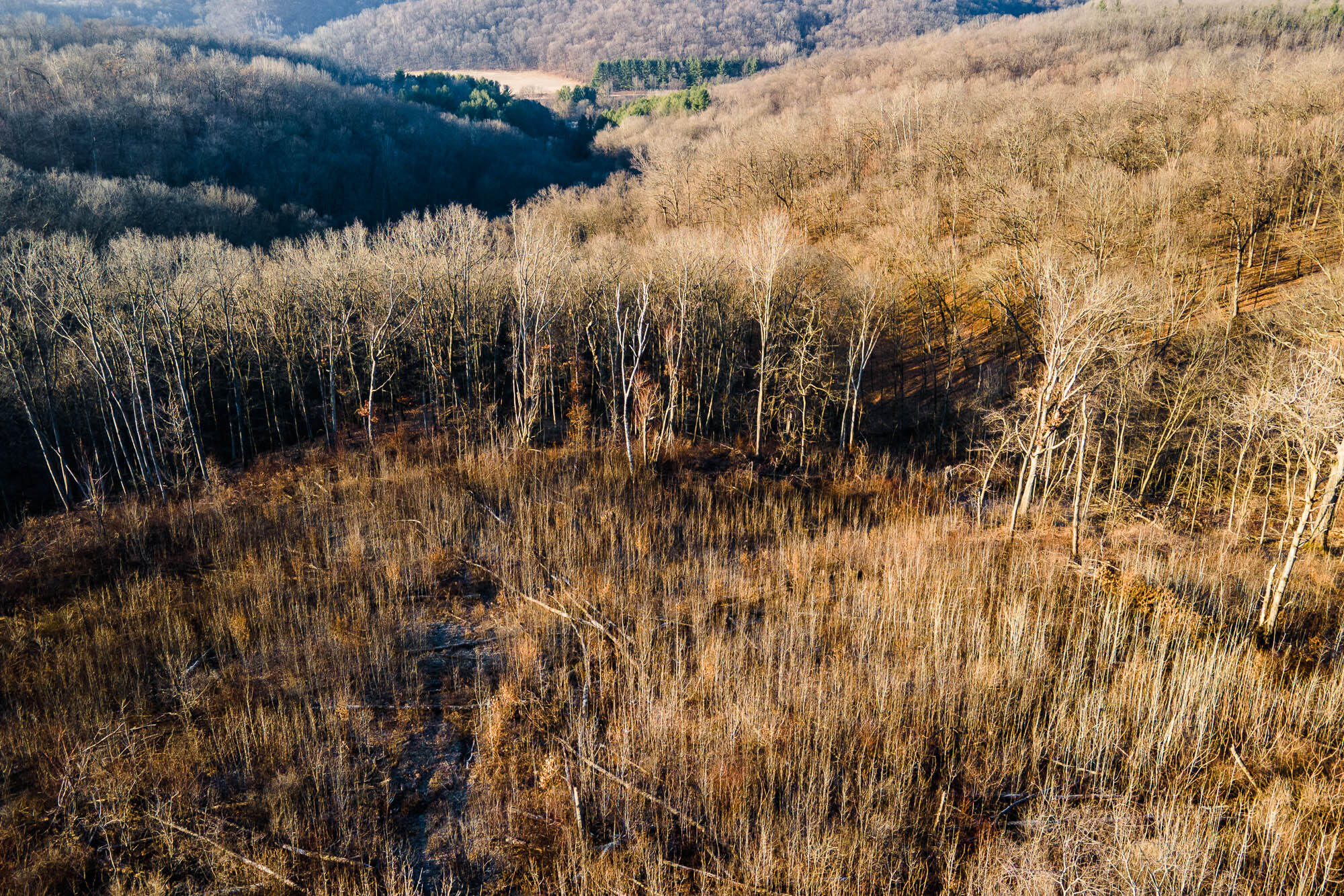 19249 Highway 56 Marshall, WI 53581 - Photo 72 of 84 Richland-County-WI-73-Acres-Land-For-Sal