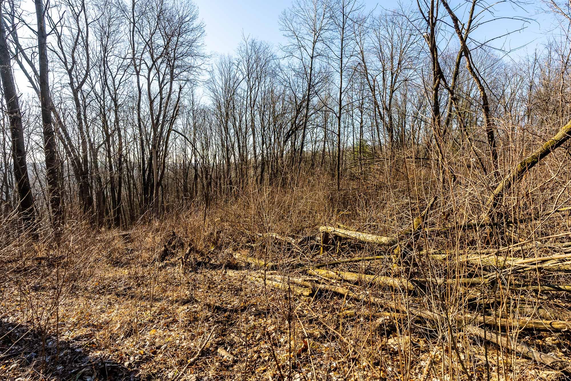 19249 Highway 56 Marshall, WI 53581 - Photo 76 of 84 Richland-County-WI-73-Acres-Land-For-Sal