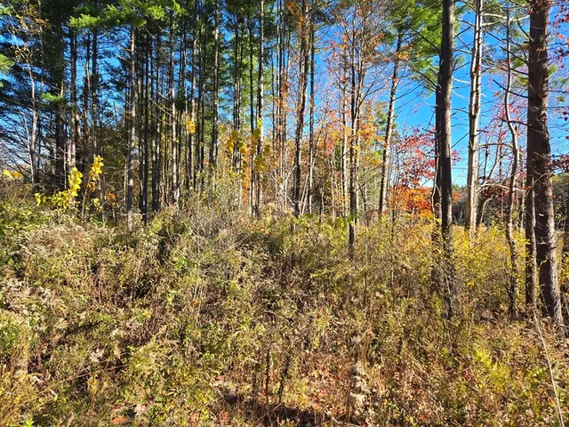 a close up of a plant in a garden