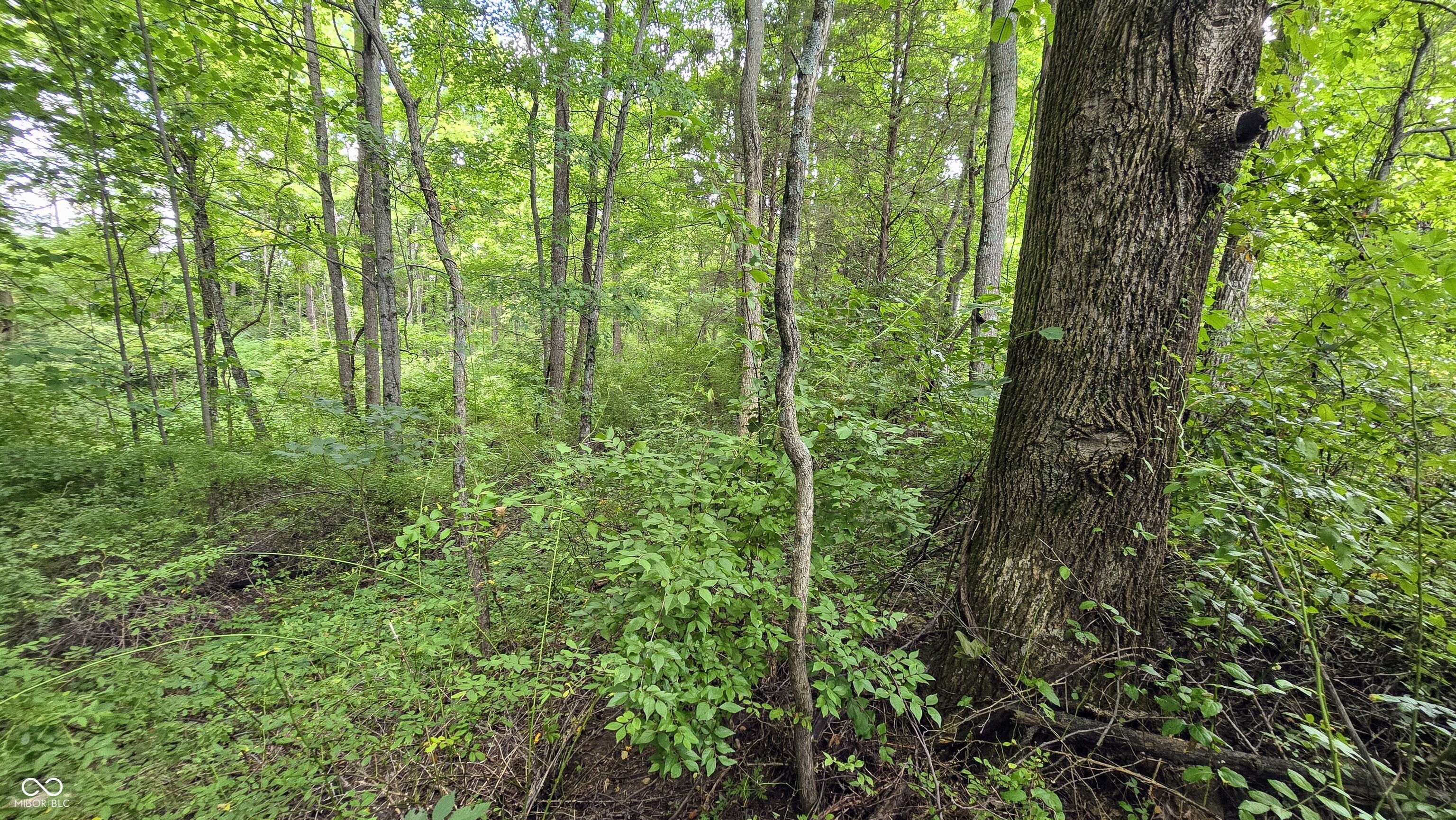 14071 Goodner Road Dillsboro, IN 47018 - Photo 37 of 64