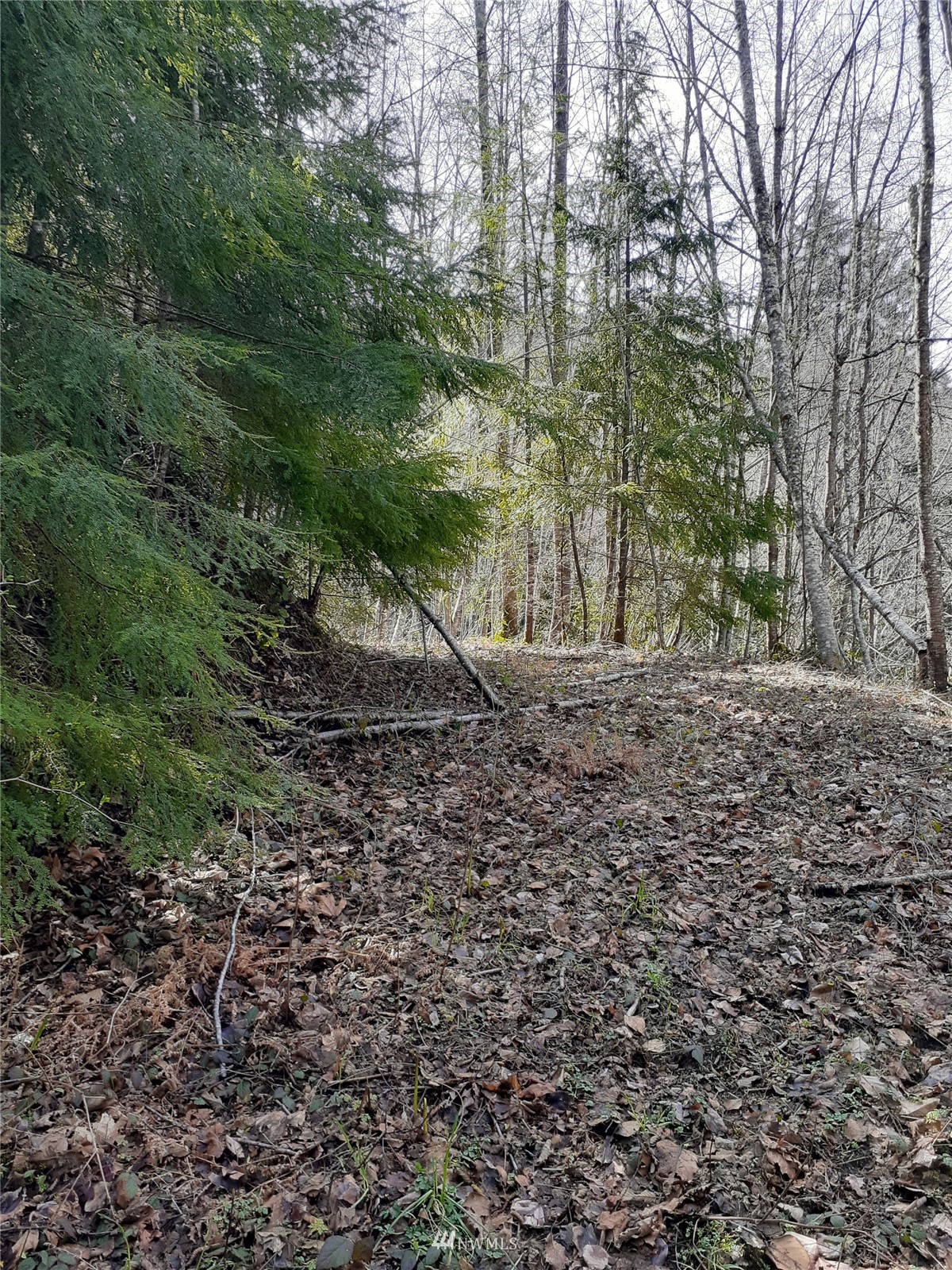 9999 South Old Mill Road Port Angeles, WA 98362 - Photo 11 of 26 a view of a yard with plants and trees