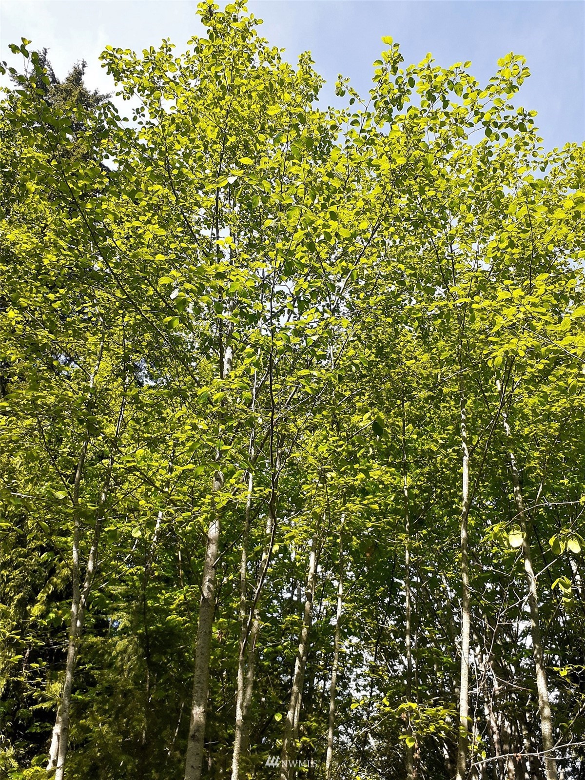 9999 South Old Mill Road Port Angeles, WA 98362 - Photo 23 of 26 a close up of a tree