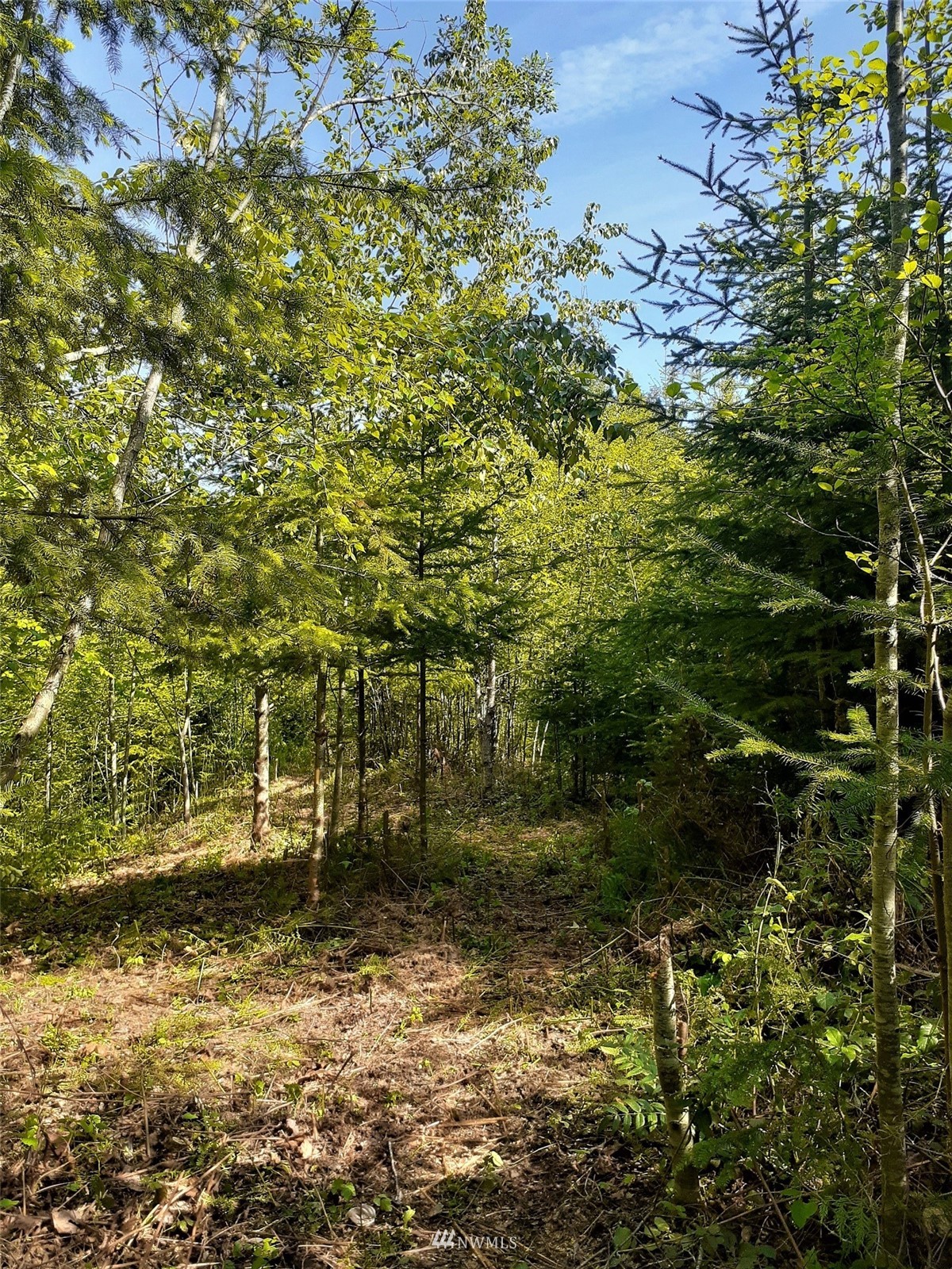 9999 South Old Mill Road Port Angeles, WA 98362 - Photo 25 of 26 a backyard of a house with lots of green space and trees