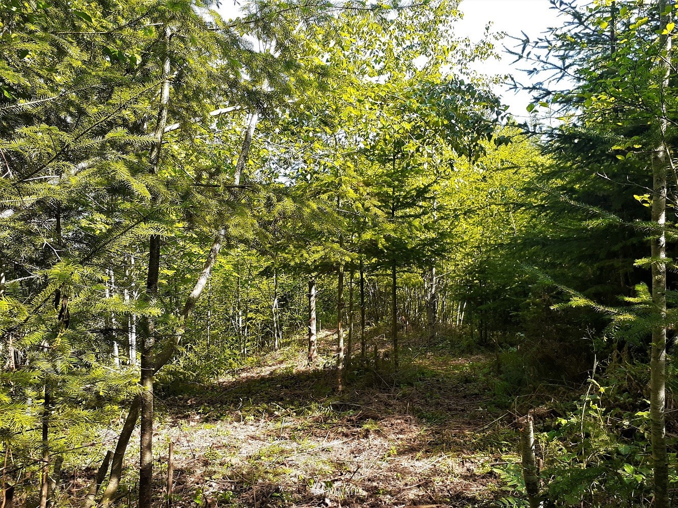 9999 South Old Mill Road Port Angeles, WA 98362 - Photo 5 of 26 a view of a yard with plants and large trees