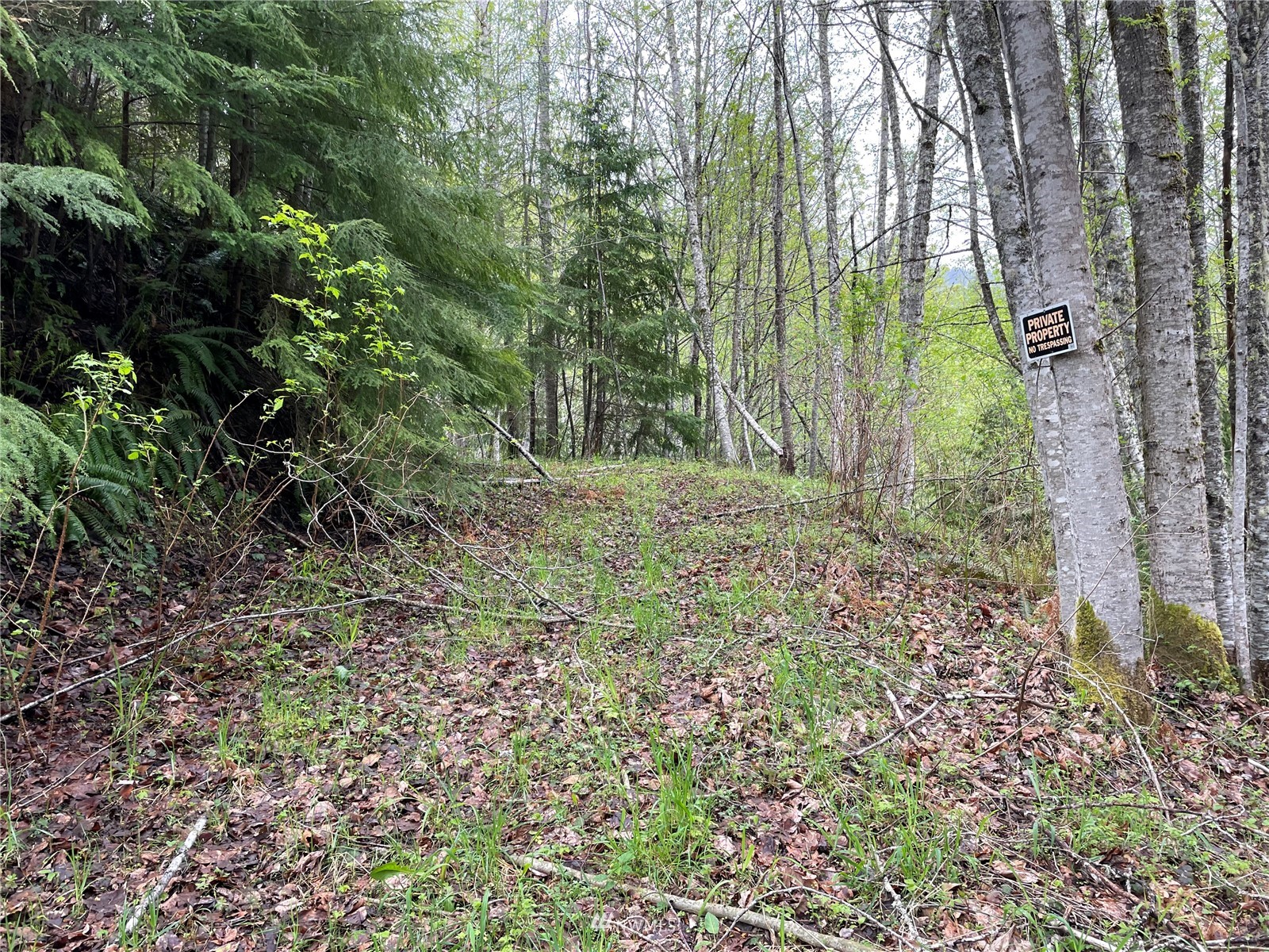9999 South Old Mill Road Port Angeles, WA 98362 - Photo 6 of 26 a big yard with lots of green space and trees