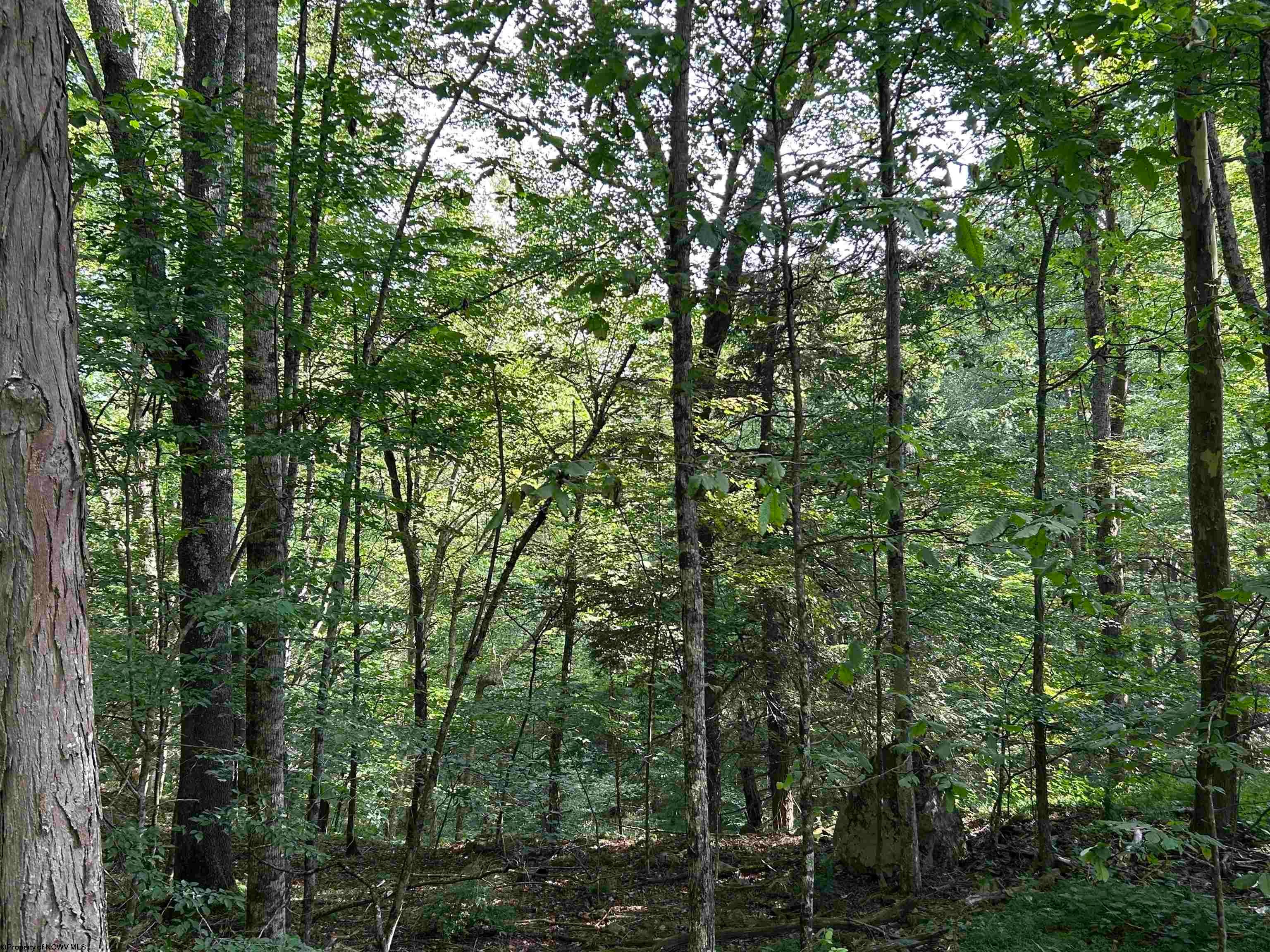 0 Bonner Mountain Road Dryfork, WV 26263 - Photo 21 of 23 Gallery Image 21