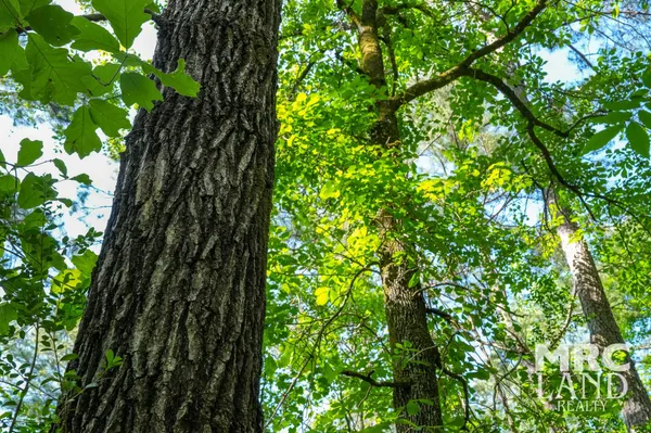 a view of a lush green forest
