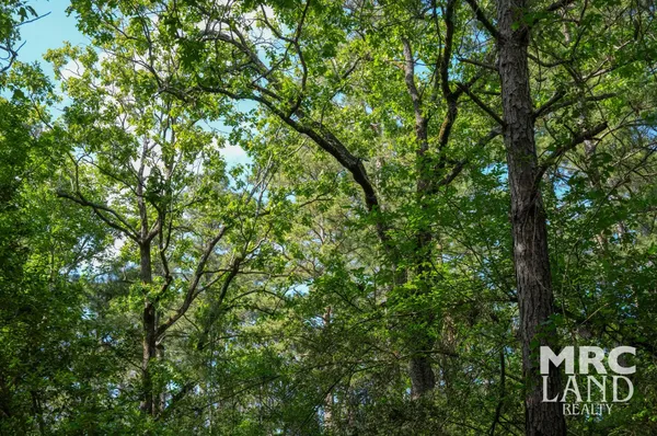 a view of a tree