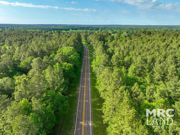 a view of a yard with plants and large trees