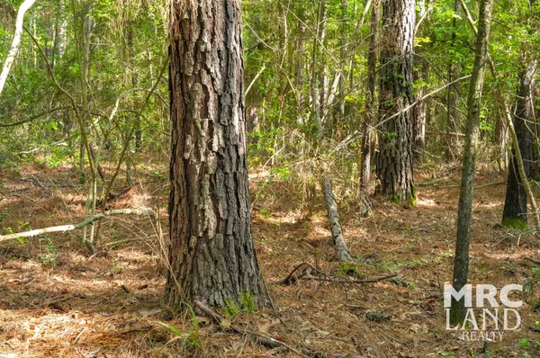 a black and white photo of a small park