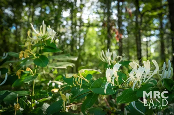 a view of a lush green forest