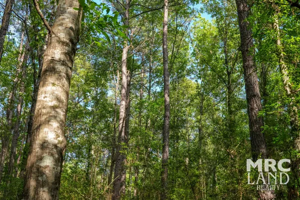 a view of forest