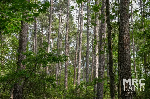 a close up of a tree