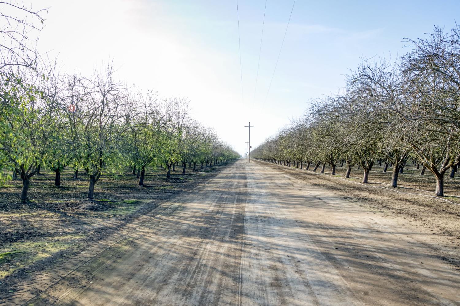 20880 Road 18 Chowchilla, CA 93610 - Photo 8 of 19 a view of a yard with trees