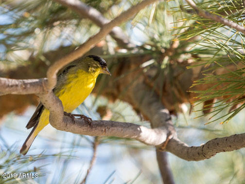 4255 East Beaver Vista Road Rimrock, AZ 86335 - Photo 24 of 31 Bird