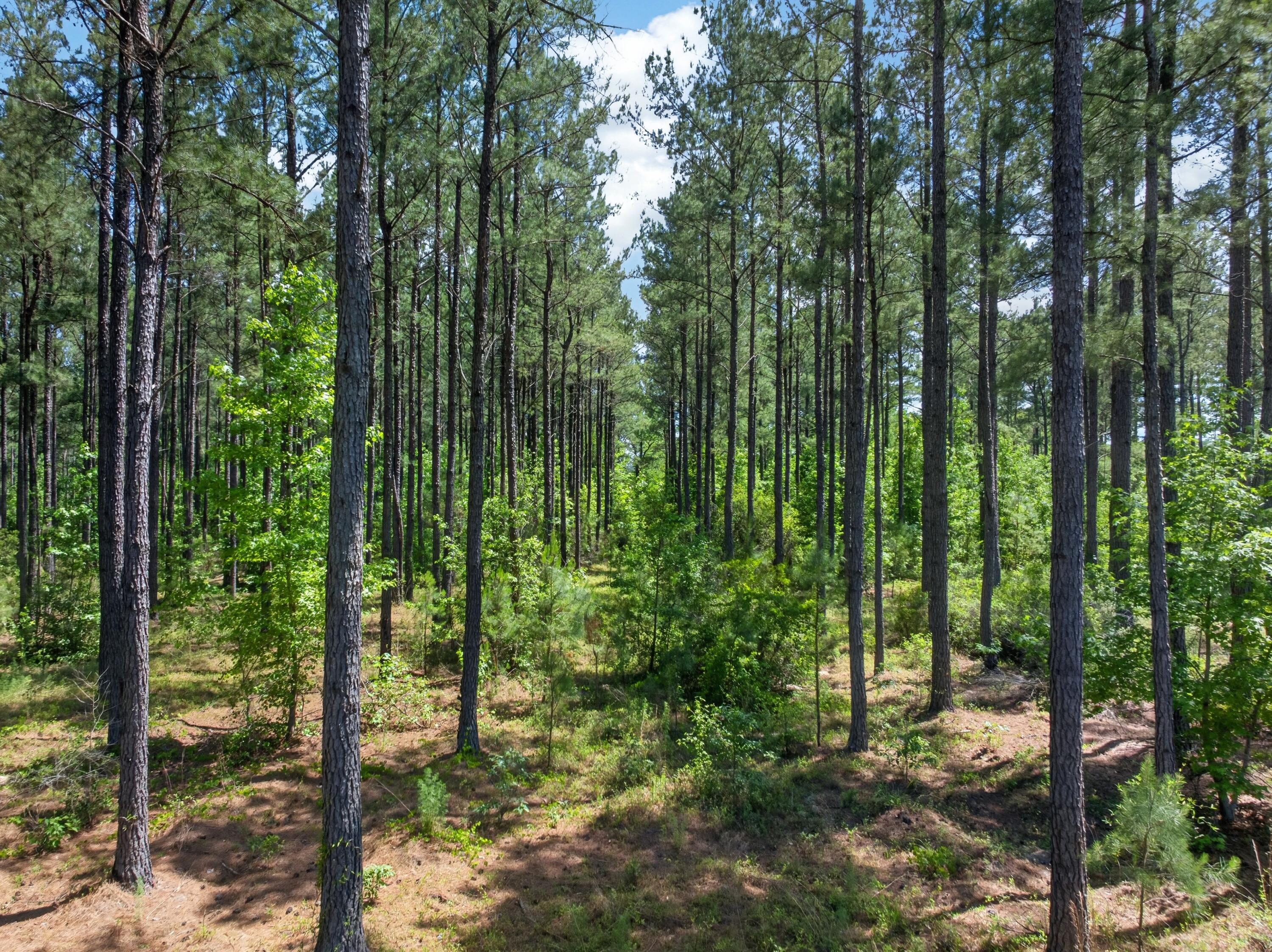 5120 North Brewington Road, Unit 10 Alcolu, SC 29001 - Photo 18 of 40 DJI_20260521140417_0074_D