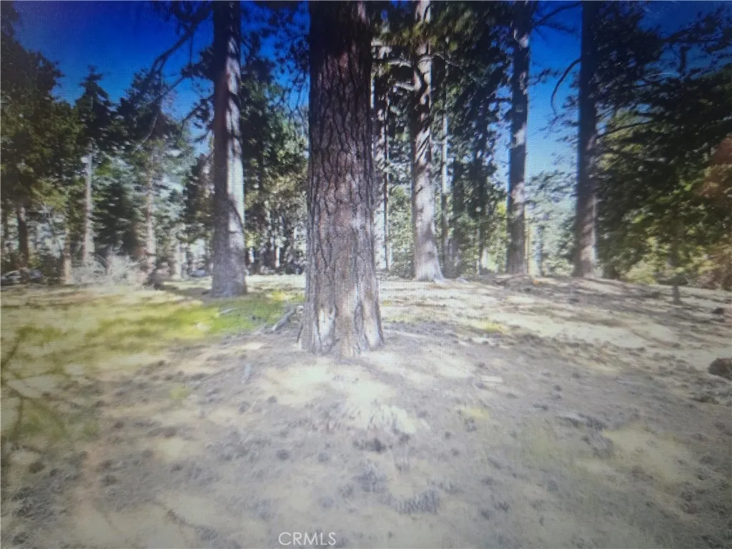 0 Pine Ridge Pine Cove Homeland, CA 92548 - Photo 5 of 5 a view of a yard with a tree