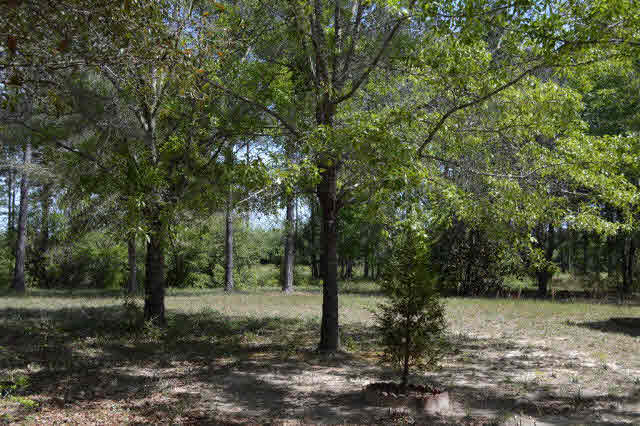 17452 Bemis Lane Elberta, AL 36530 - Photo 19 of 26