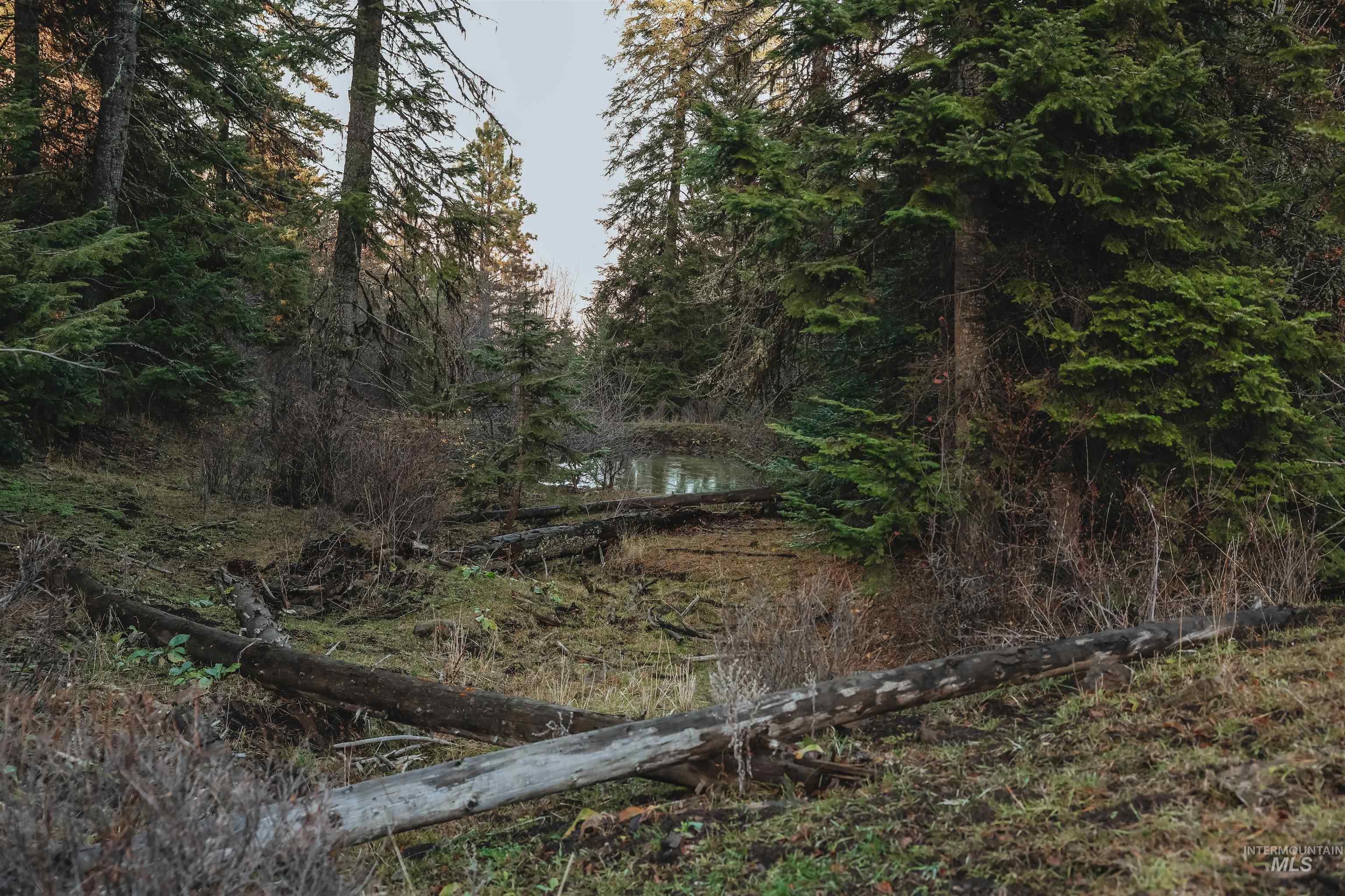 Tbd Boles Road Cottonwood, ID 83522 - Photo 19 of 49 View of woods