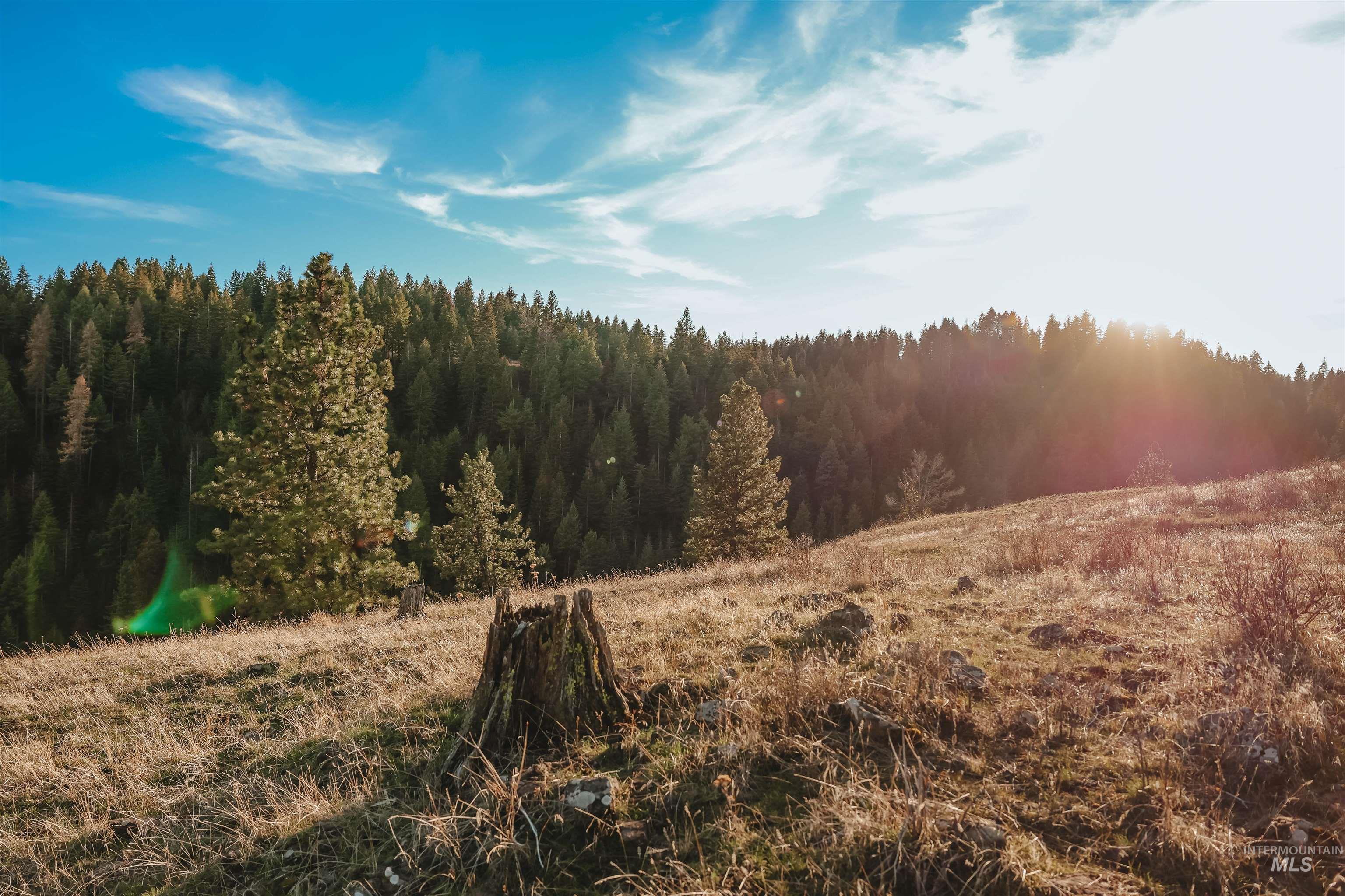 Tbd Boles Road Cottonwood, ID 83522 - Photo 27 of 49 View of wooded area