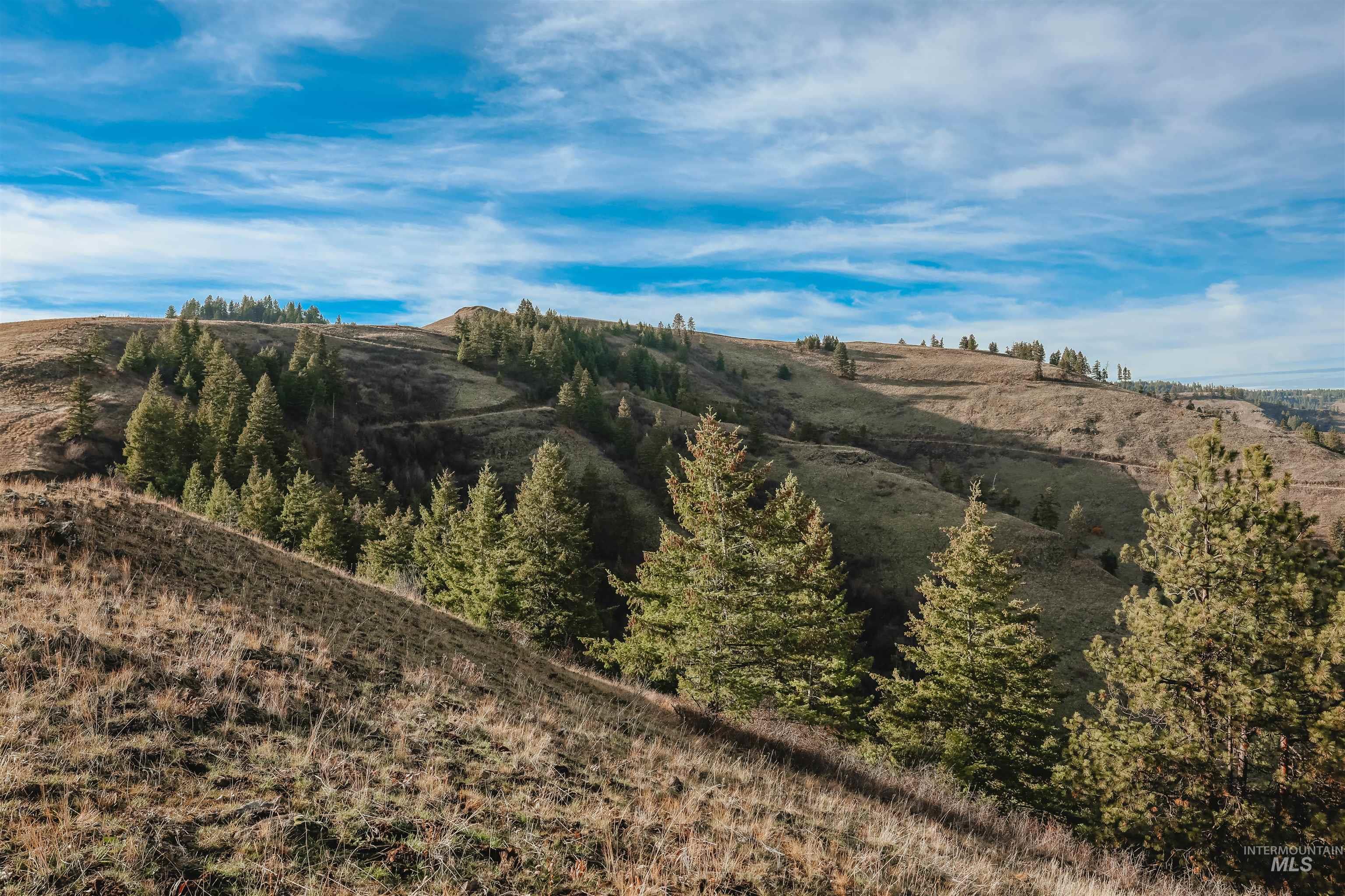 Tbd Boles Road Cottonwood, ID 83522 - Photo 31 of 49 View of tree filled area