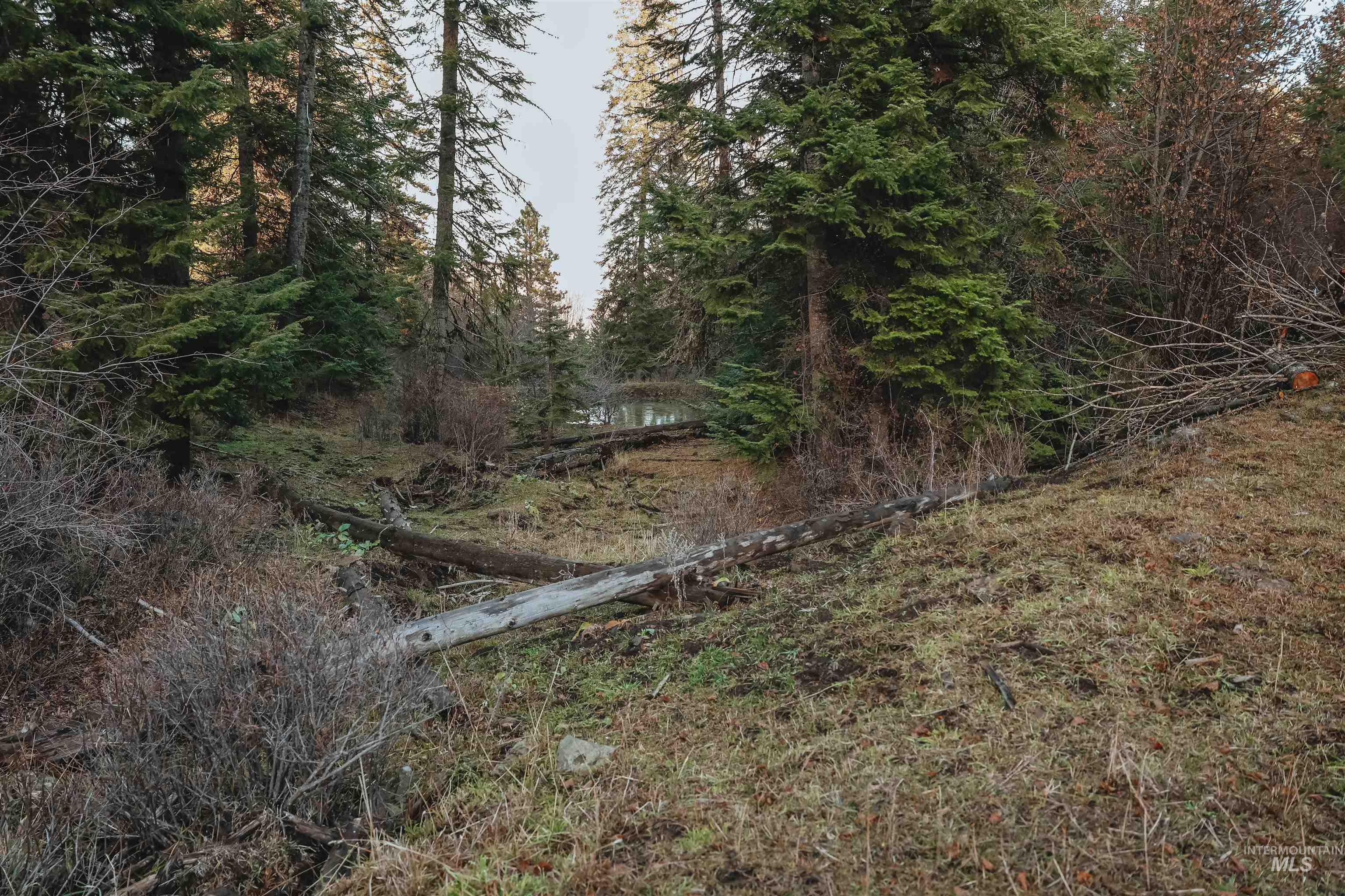Tbd Boles Road Cottonwood, ID 83522 - Photo 45 of 49 View of wooded area
