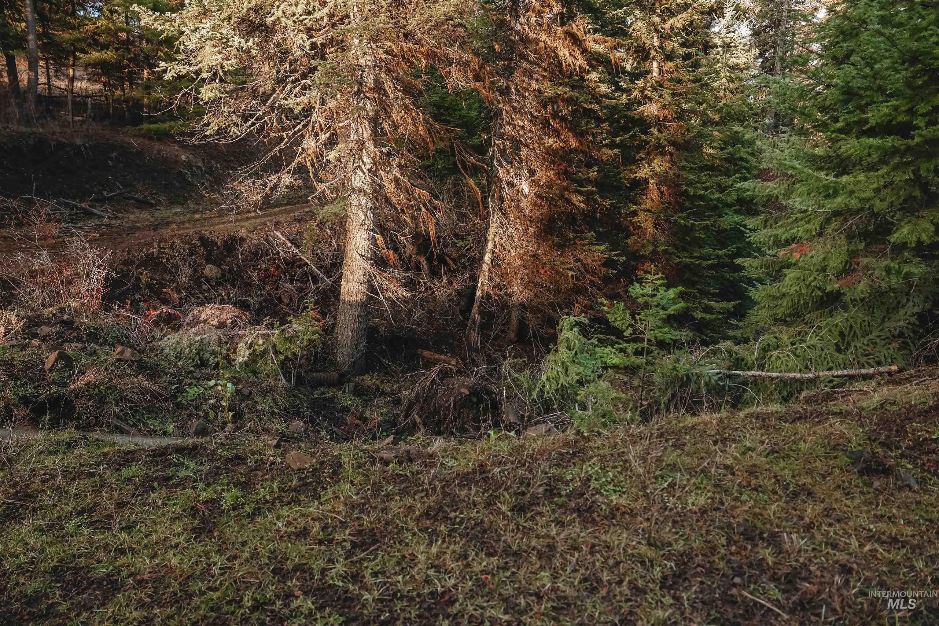 Tbd Boles Road Cottonwood, ID 83522 - Photo 47 of 49 View of wooded area