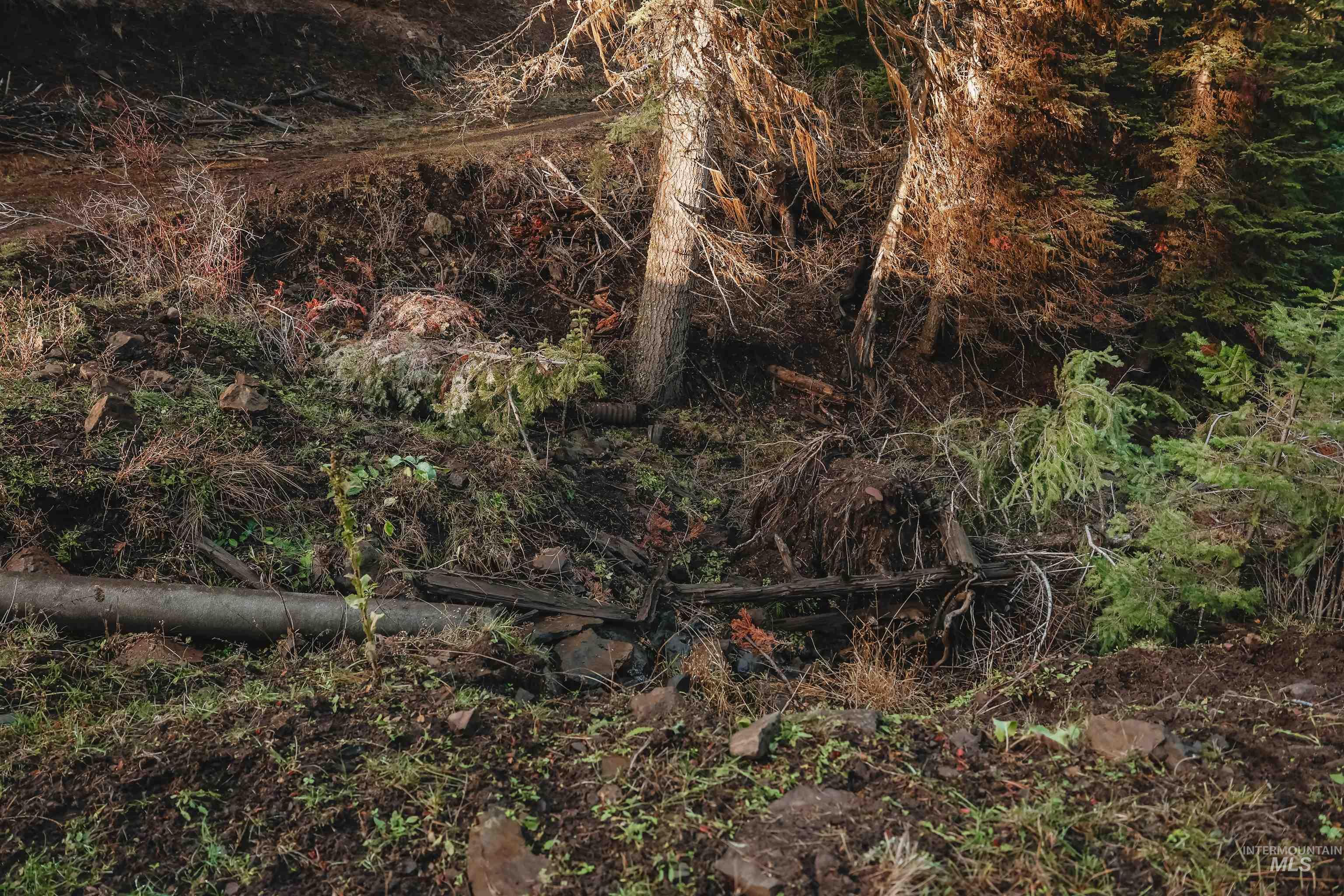Tbd Boles Road Cottonwood, ID 83522 - Photo 48 of 49 View of nature