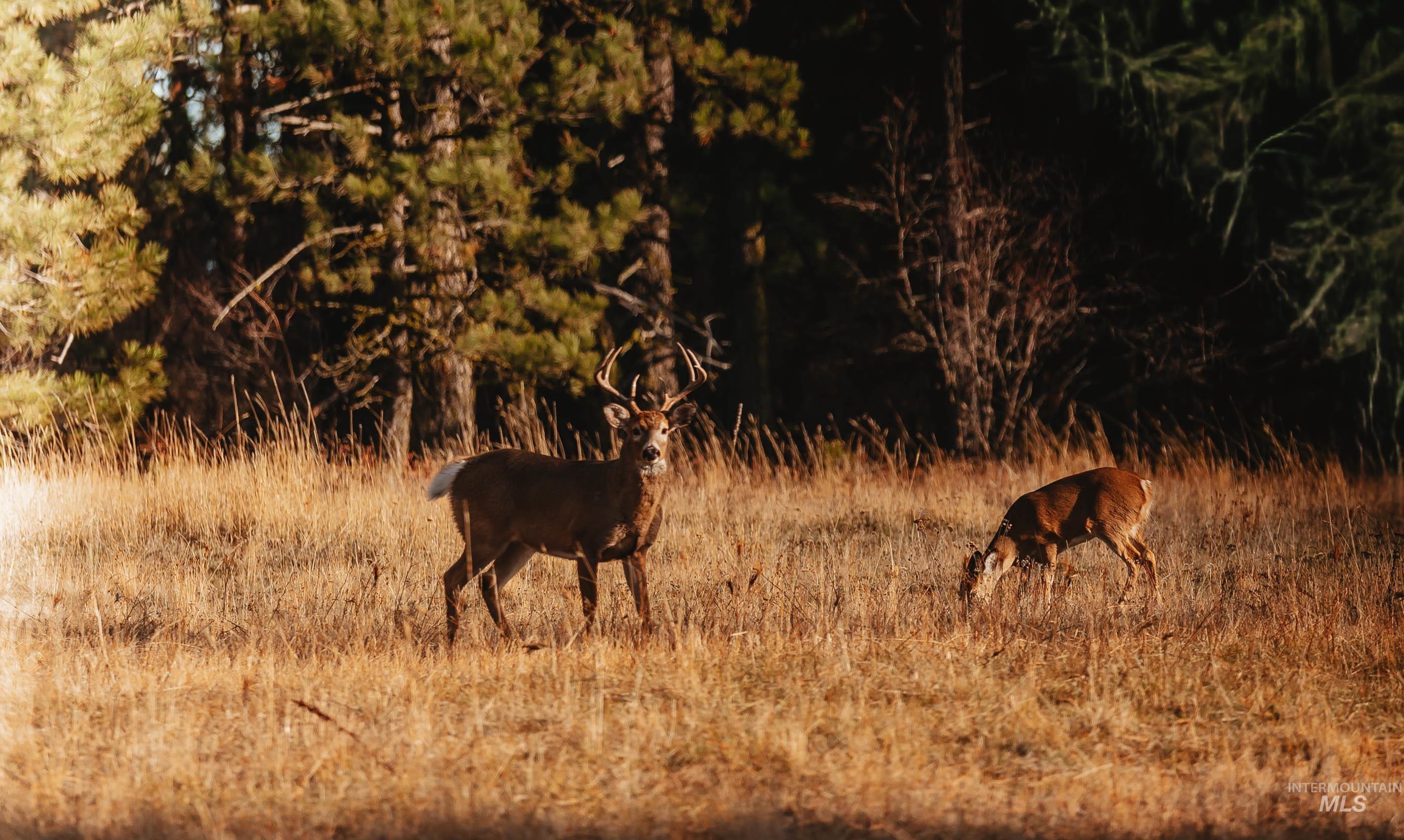 Tbd Boles Road Cottonwood, ID 83522 - Photo 5 of 49 Exterior view