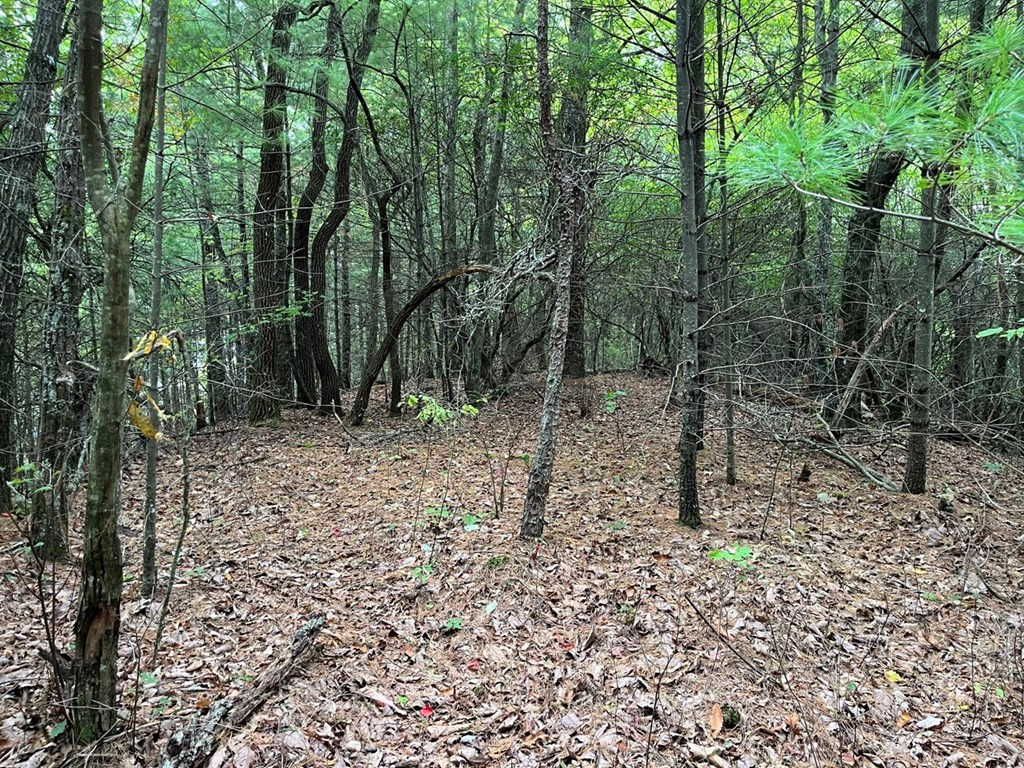Tbd Burrell Mountain Road Murphy, NC 28906 - Photo 15 of 28