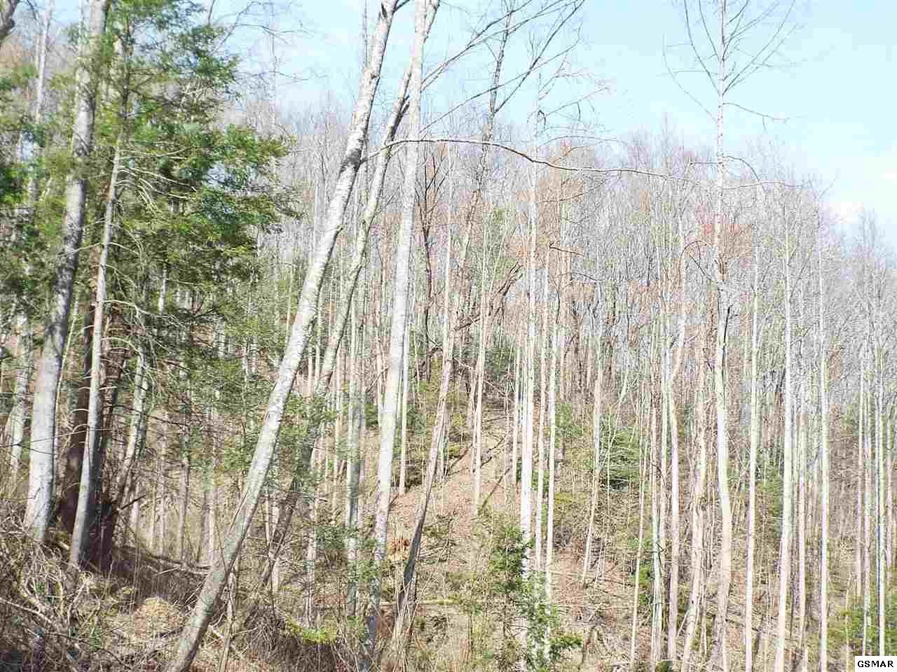 7903 Ground Hog Road Cosby, TN 37722 - Photo 8 of 35 Gallery Image 8