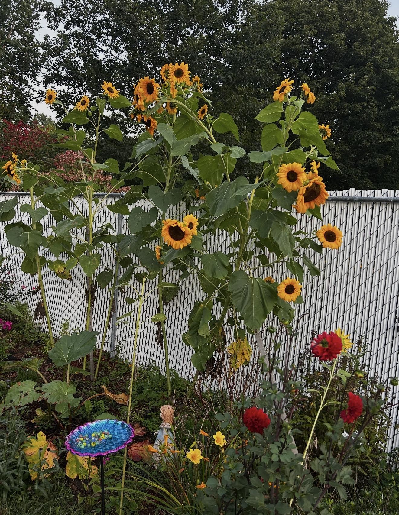 18 Stanton Court Keene, NH 03431 - Photo 51 of 52