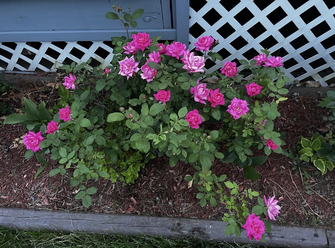 18 Stanton Court Keene, NH 03431 - Photo 52 of 52