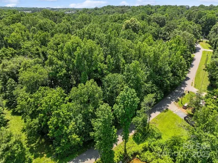 a view of a yard with plants and large trees