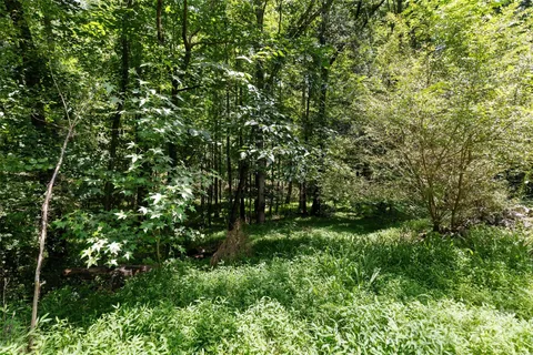 a view of a lush green forest