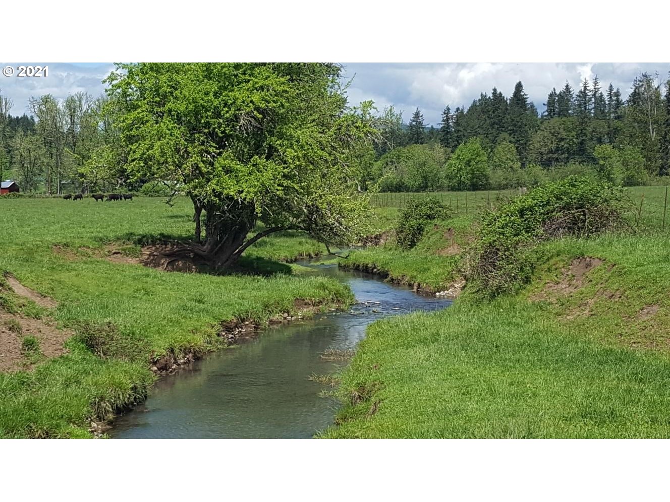 83260 Rattlesnake Road Dexter, OR 97431 - Photo 4 of 6