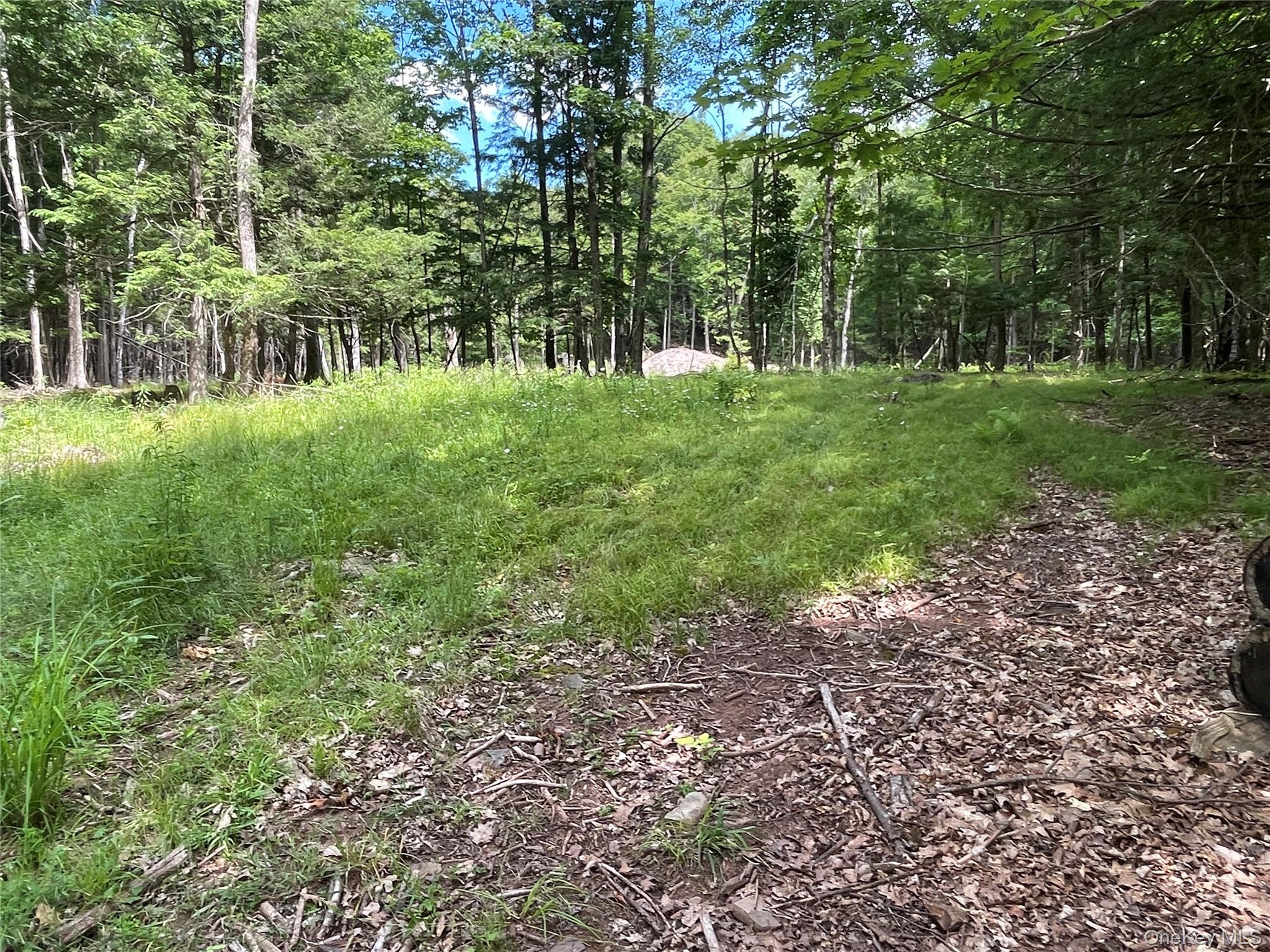 Tbd Boulder Brook Road Windham, NY 12496 - Photo 8 of 46 View of tree filled area