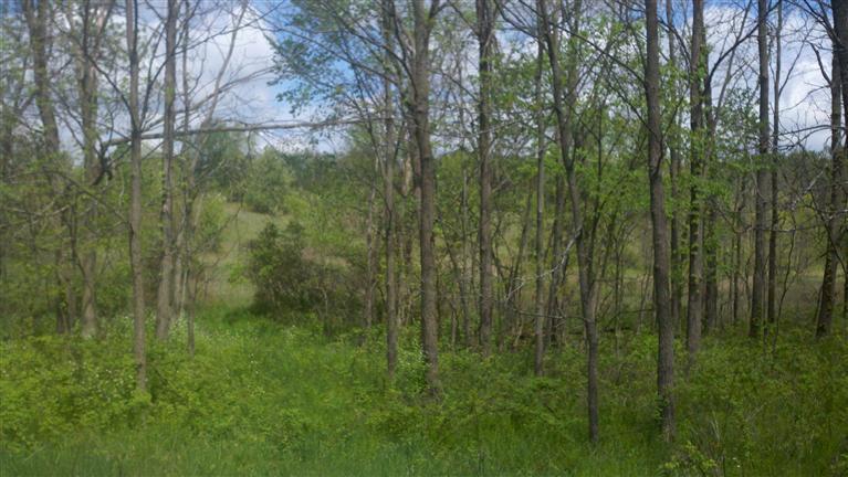 9531 2 Mile Road Ada, MI 49301 - Photo 1 of 4 Primary Photo
