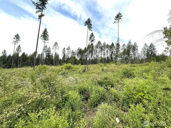 a large green field with lots of palm trees in the background