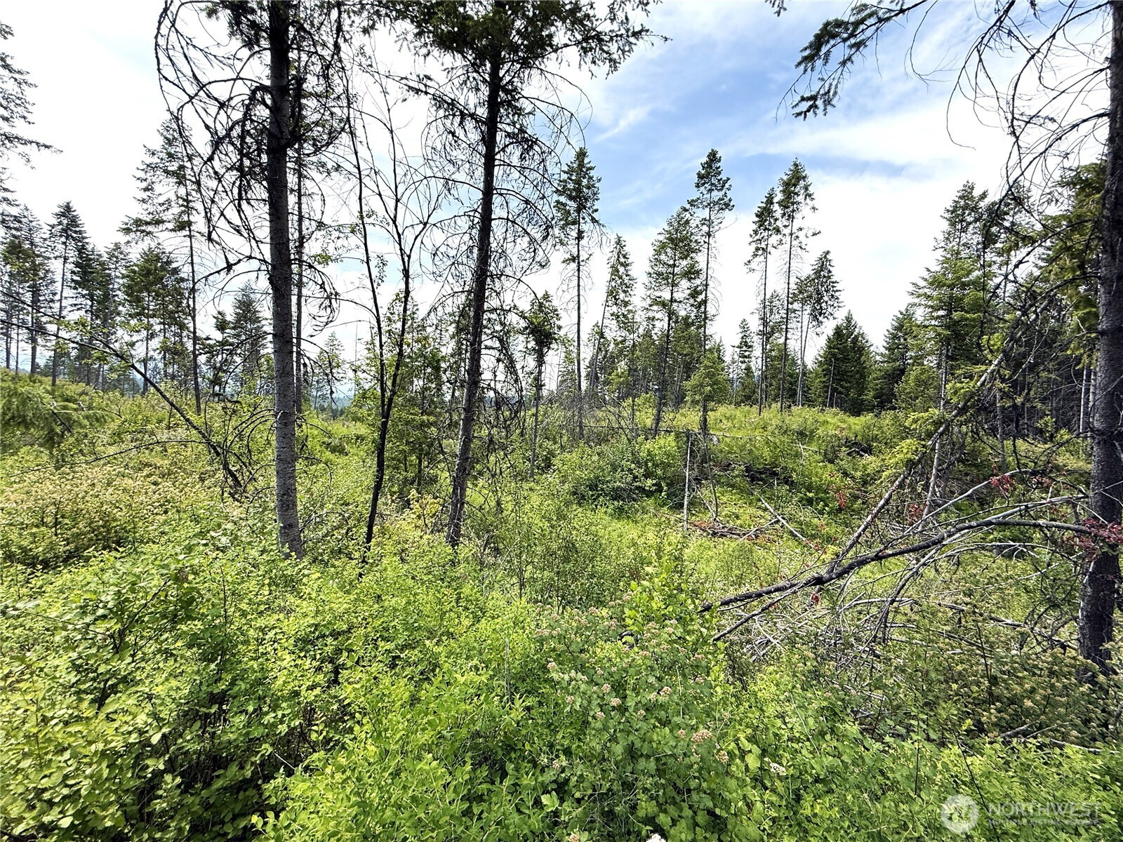 4 Rockabye Lane Curlew, WA 99118 - Photo 3 of 5 a view of a lush green forest with large trees