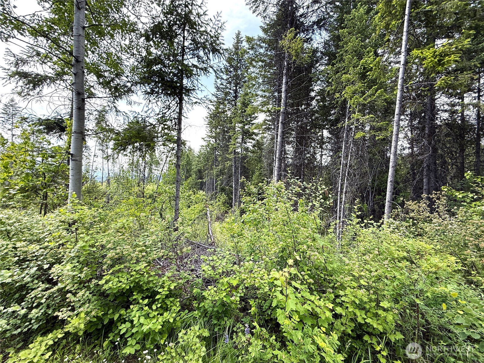 4 Rockabye Lane Curlew, WA 99118 - Photo 4 of 5 a plant view in yard