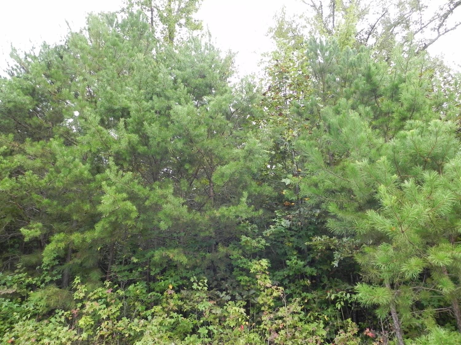 1111 Nora Belle Road London, KY 40741 - Photo 10 of 12 Photo 10