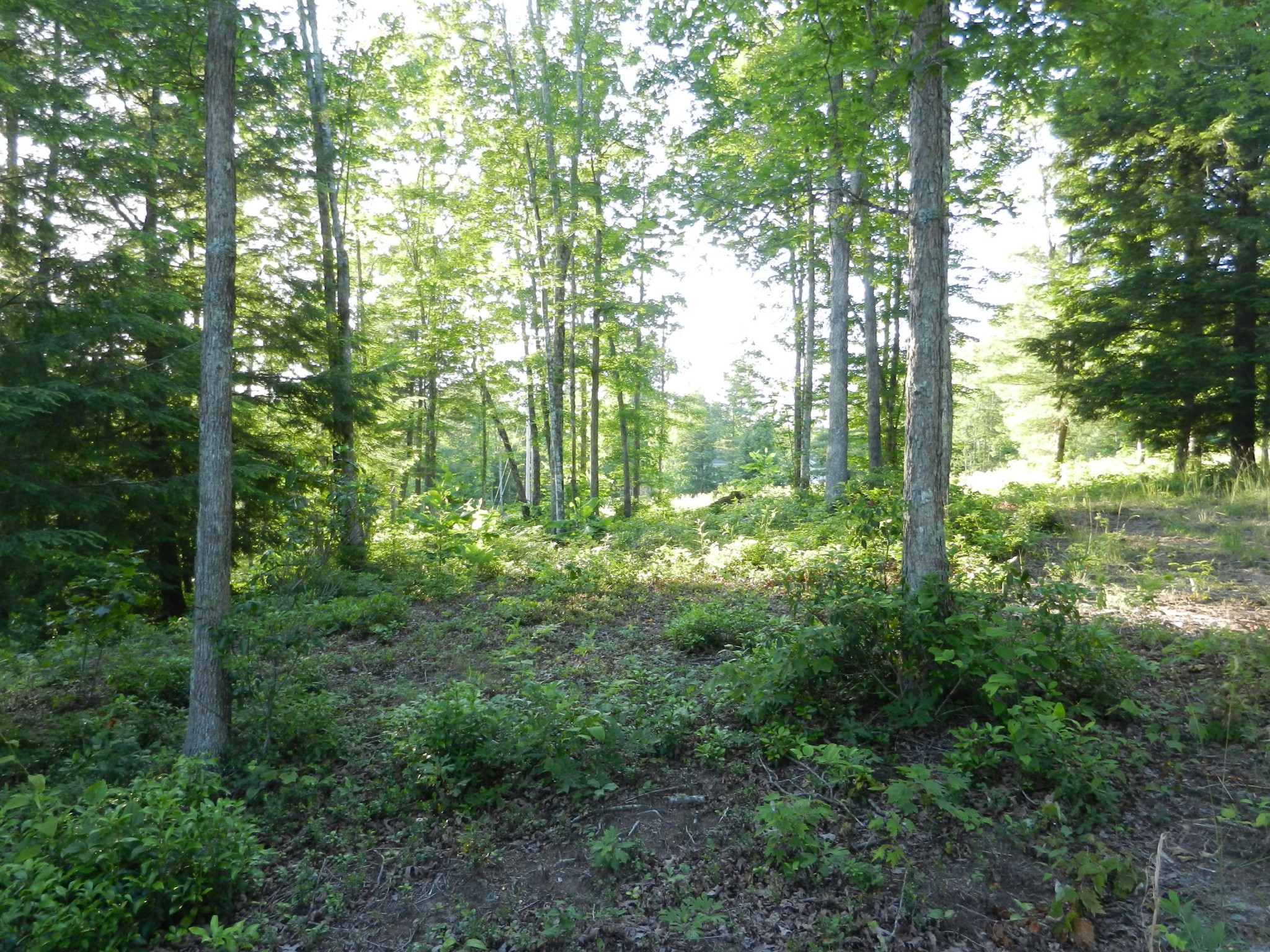 12 Toomey Falls Road Oneida, TN 37841 - Photo 10 of 14 Gallery Image 10